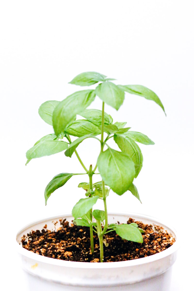 Potted Basil Plant